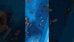 यूनिकॉम्प टेक्नोलॉजी - खाद्य एक्स-रे-मूंगफली परीक्षण